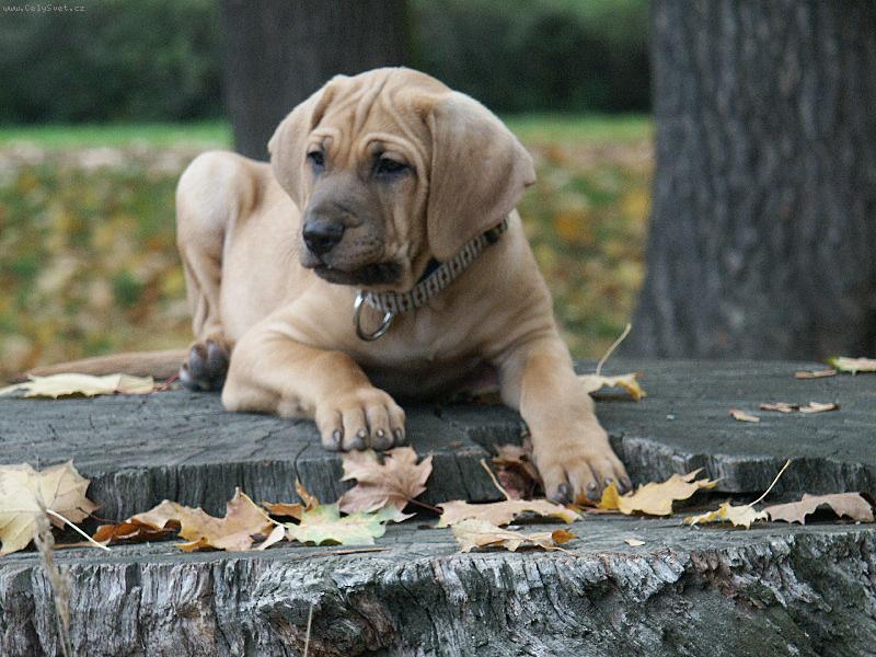 Foto: Baldey ze pičáku