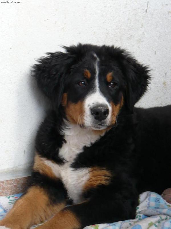 Foto: Bella-3 měsíce