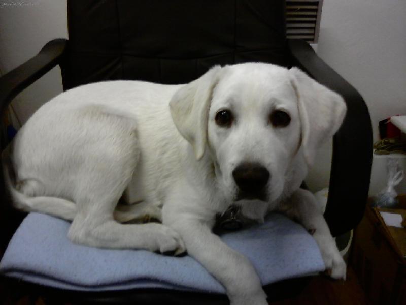 Foto: Dexter-Panička má pohodlné křeslo