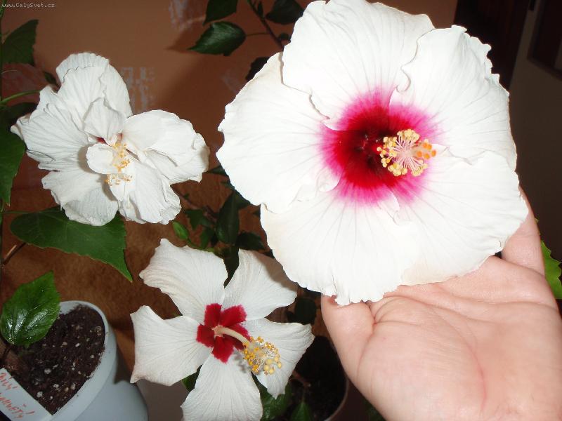 Foto: ibišek čínský-sněhuláčci