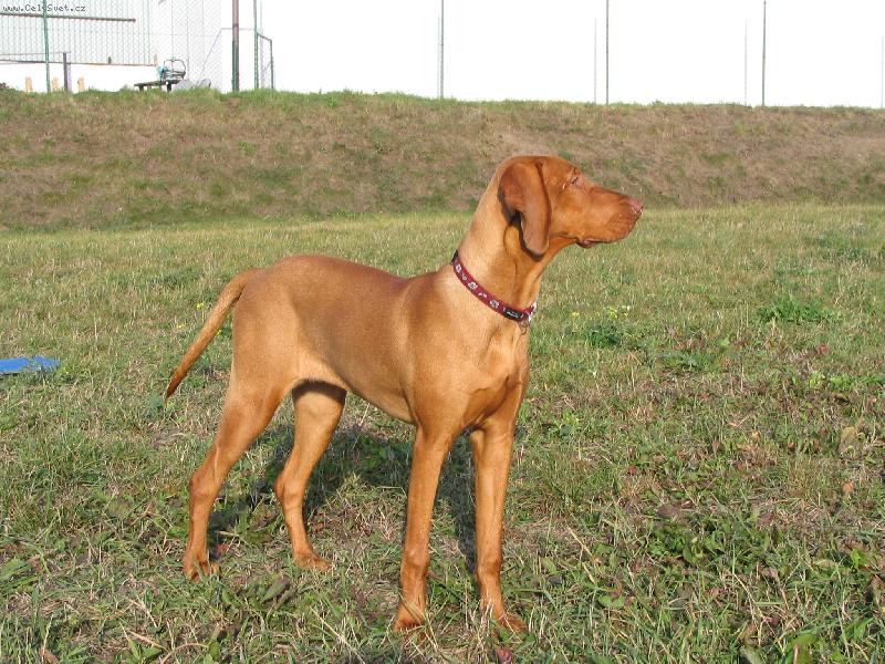 Foto: Ginger-Naše Ginger