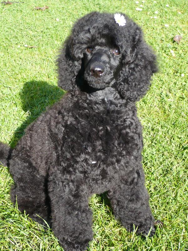 Foto: Dulcinea De Nigromanta-Dulsí-malá pudlí slečna