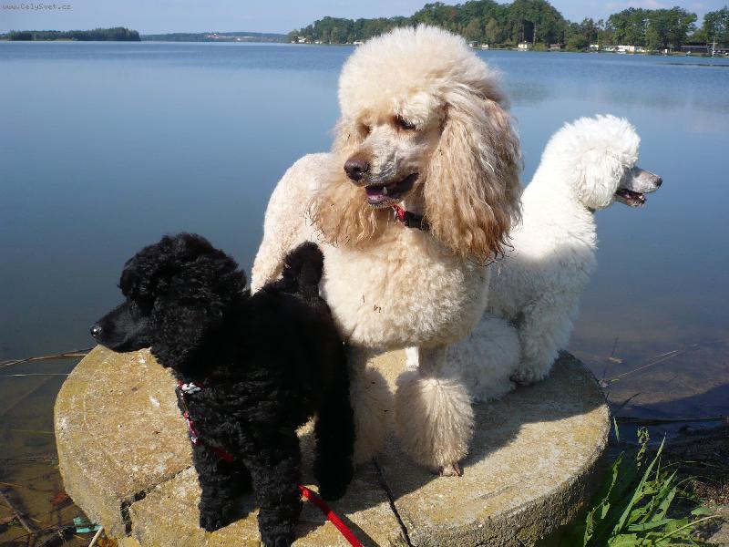 Foto: Pudličky-Barevní pudlíci-Colí,Jori a Dulsí