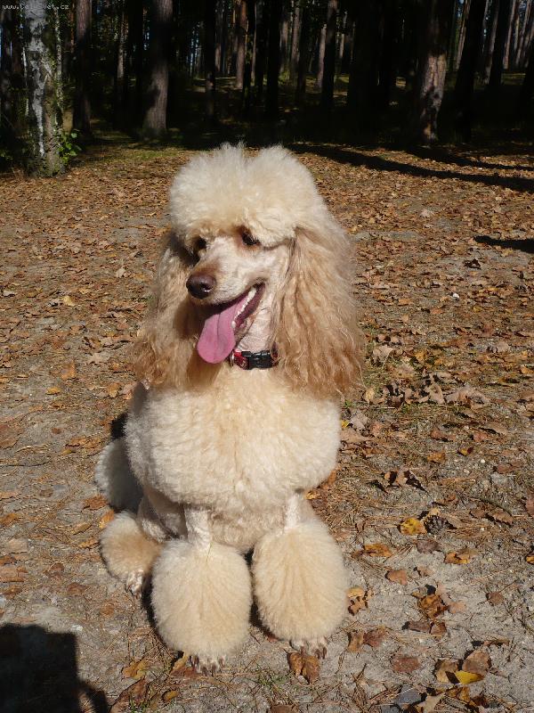 Foto: Jorica-Jurášek na podzimní vycházce