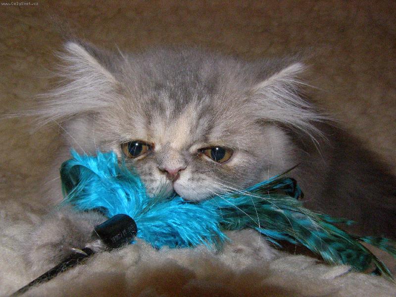 Foto: Koátko Maggie