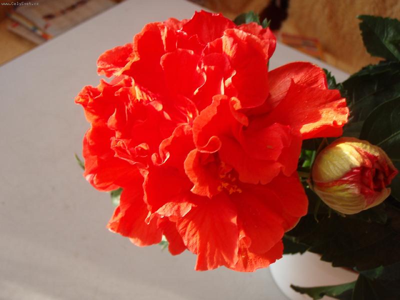 Foto: Ibišek-Toledo