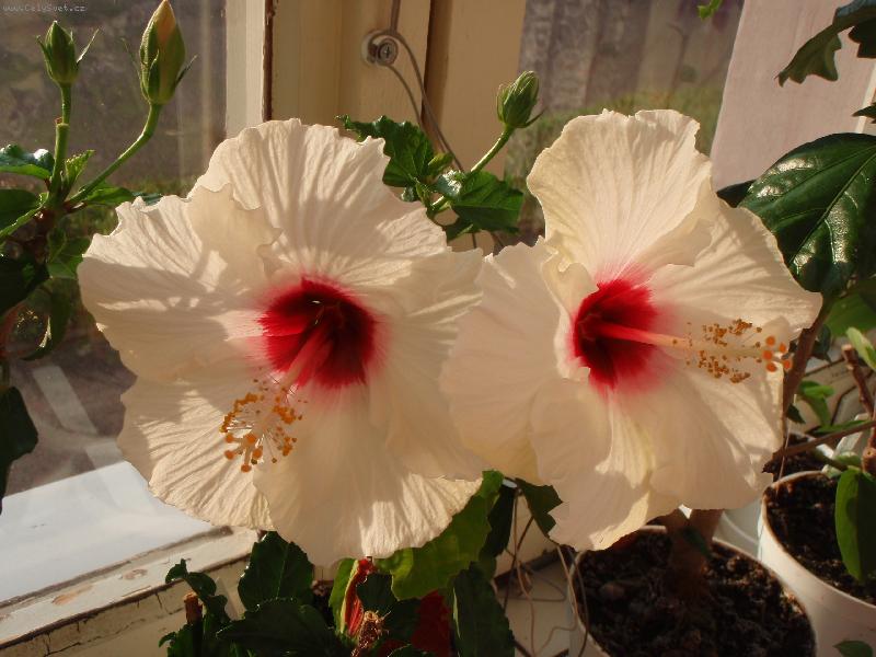 Foto: ibišek čínský-Madona