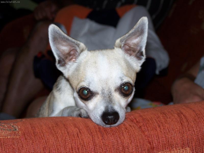 Foto: Maxíček-tak si tu takhle koukám...