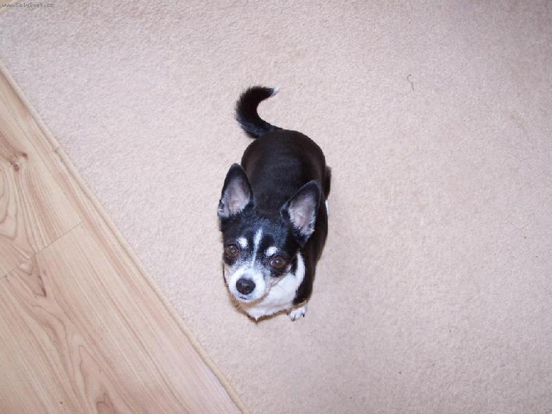 Foto: Anynka sestra Maxíčka-to není myš.....