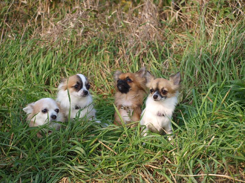 Foto: Čivavy v trávě