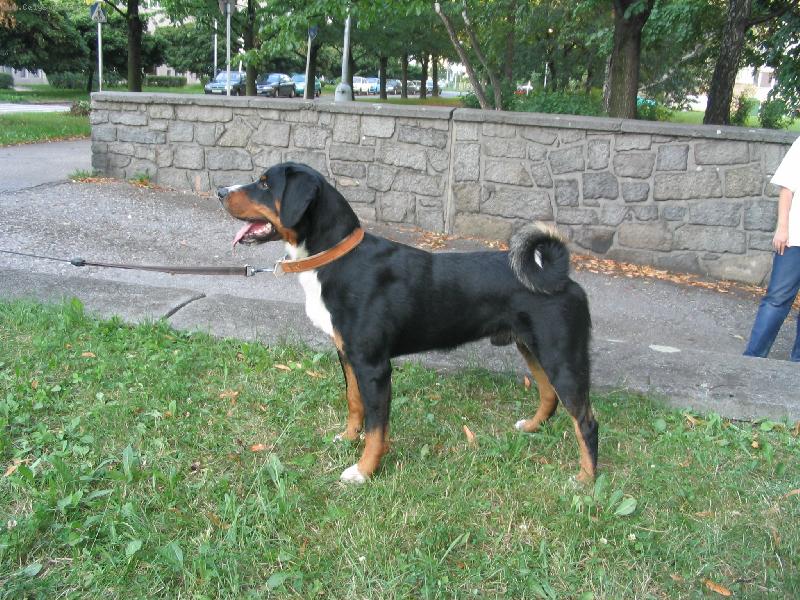 Foto: ICH Arcos z Tichého údolí-www.appenzeller.cz