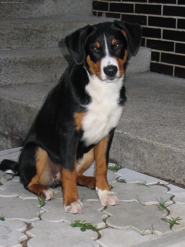 Foto: Citta Šťastná Berjanka-www.appenzeller.cz