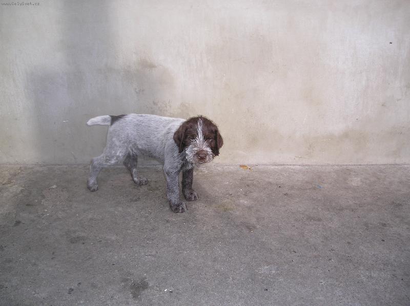 Foto: Bára Od panského rybníka-Bára od Panského rybníka/na prodej/