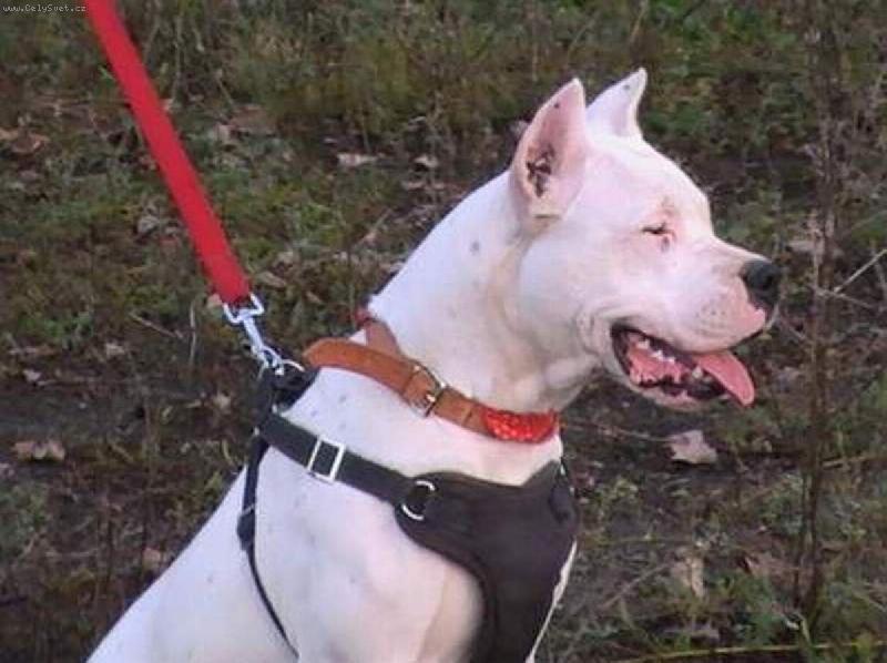 Foto: Bronca Charismatic-Bronca ve věku 8 měsíců