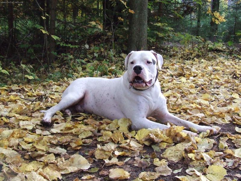 Foto: Babí léto 2008-Int.Multi Ch. Alonso Charismatic