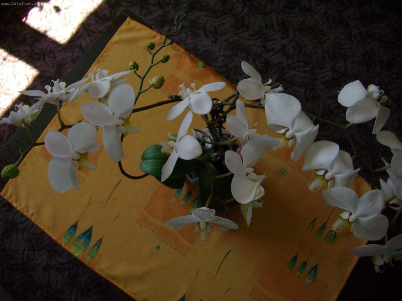 Foto: Velkokvětá kráska