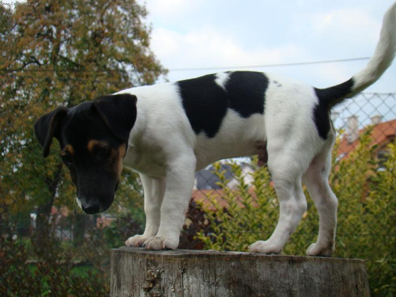 Foto: art-na pařezu