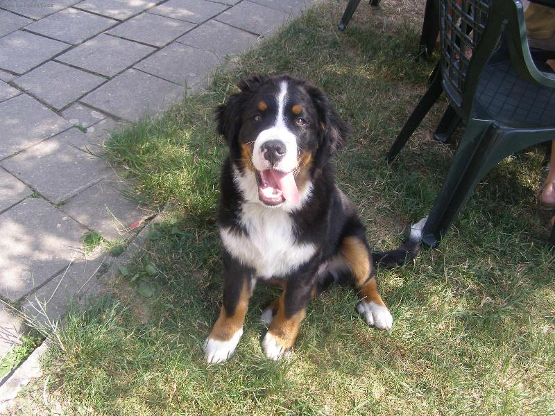 Foto: Překrásné štěňátko-Toto malé krásné štěňě je synem naší ketinky