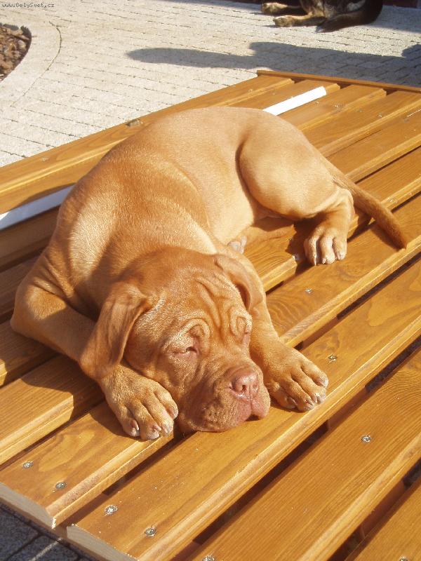 Foto: Takhle Corča pomáhá při opravě branky-Takhle Corča pomáhá při opravě branky