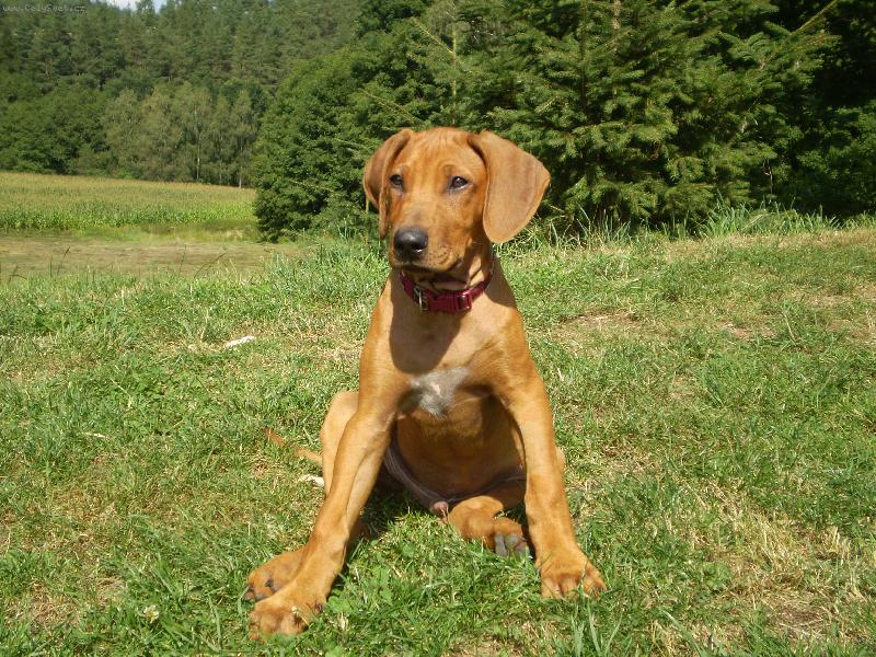 Foto: Largo..když mu byly 3 měsíce