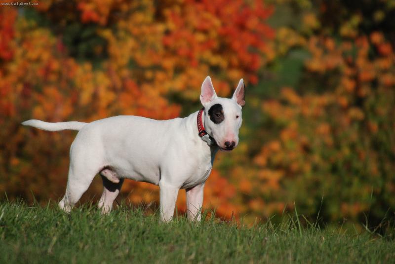 Foto: Garfi v "ohňovém" podzimu