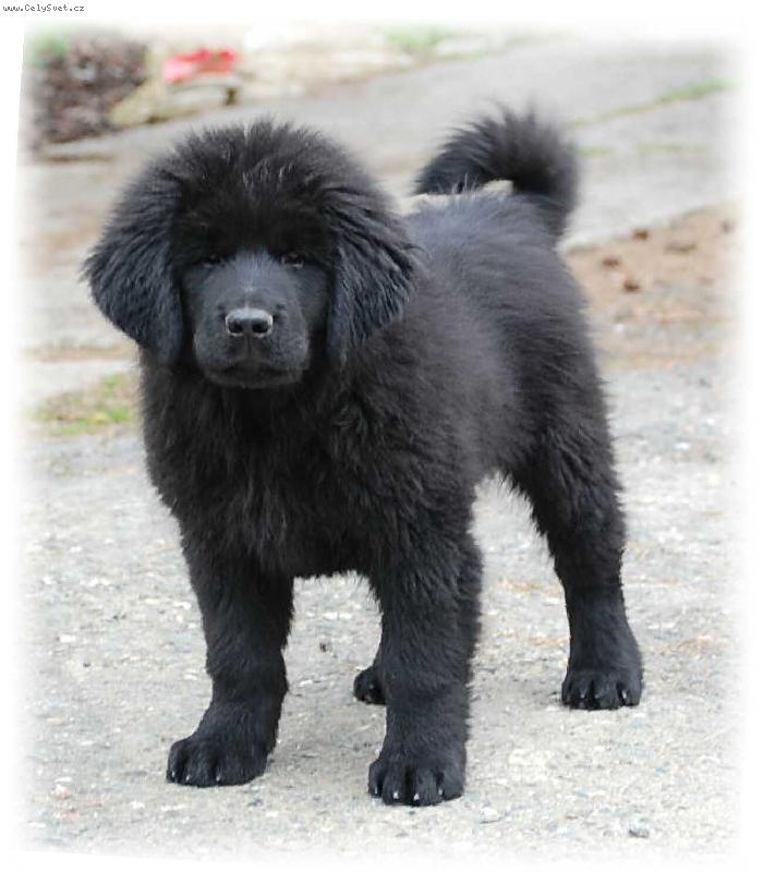 Foto: Demon-Demon 2,5 měsíce