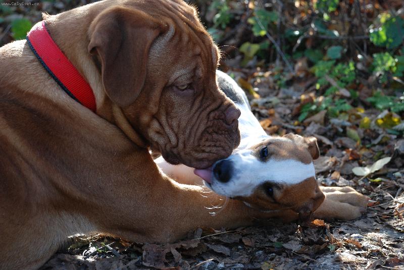 Foto: Líbačka s Ozzym-Líbačka s Ozzym