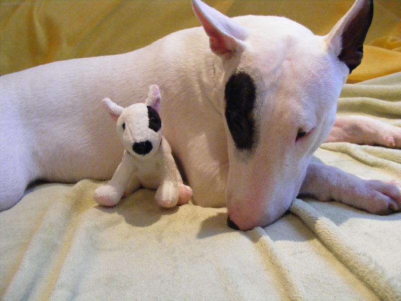 Foto: .Garfi přemýšlí......sníst, nesníst.....roztrhat, neroztrhat......plyšáčka