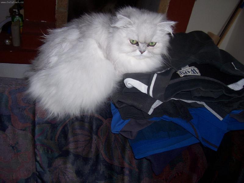 Foto: badinka-Náše kočička