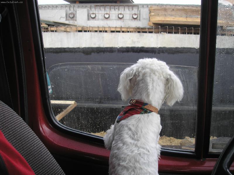 Foto: MIKI-dělám dozor páneček pracuje na mostě