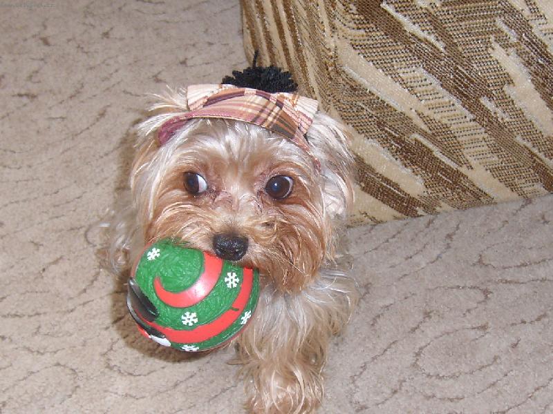 Foto: ČIP-sem borec