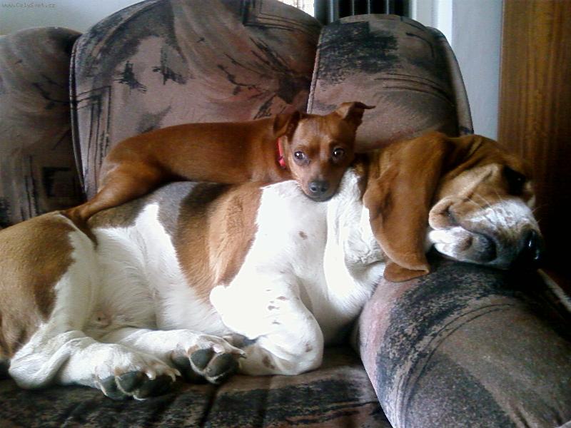 Foto: Crazy a Berta-Kamarádky v každé situaci