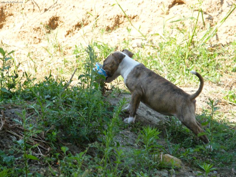 Foto: Bobik mi fakt chutná