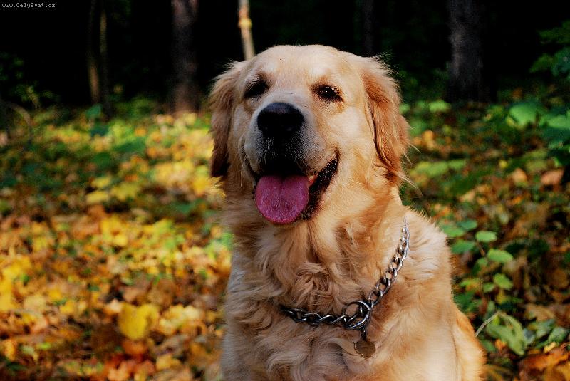 Foto: Barča v podzimních barvách