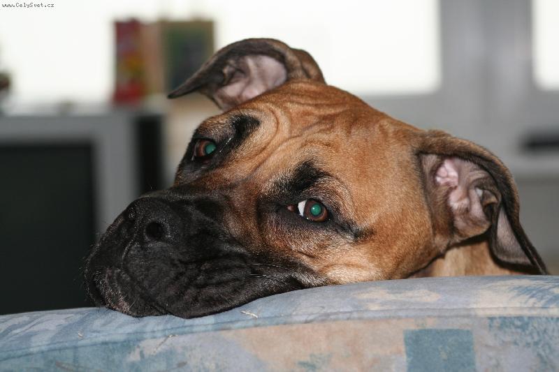 Foto: Heidy-1 rok-prosinec 2007-pózovačka