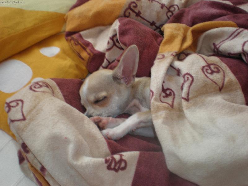 Foto: Lucík spinká