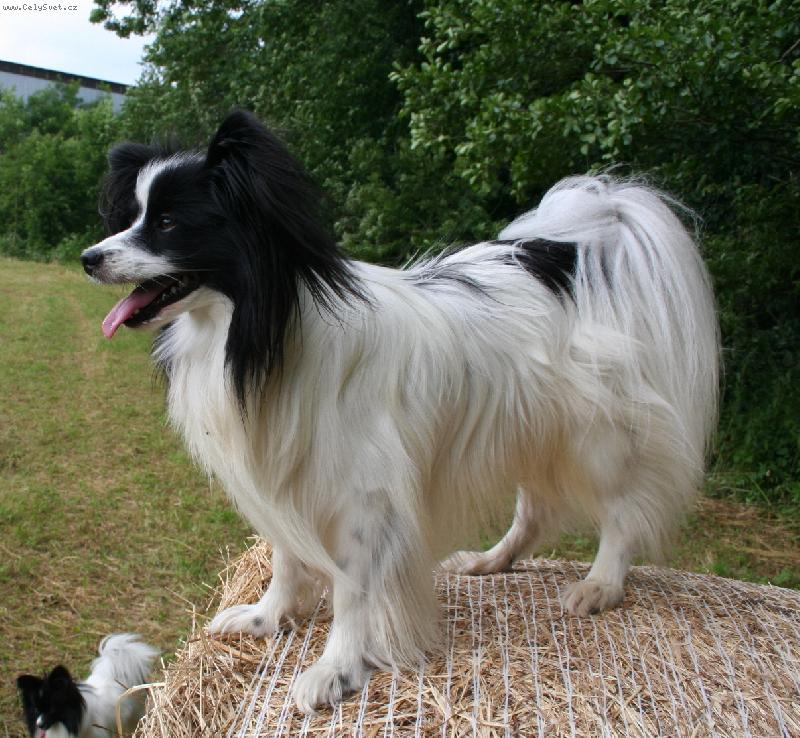 Foto: Akin Dejvické kvítko