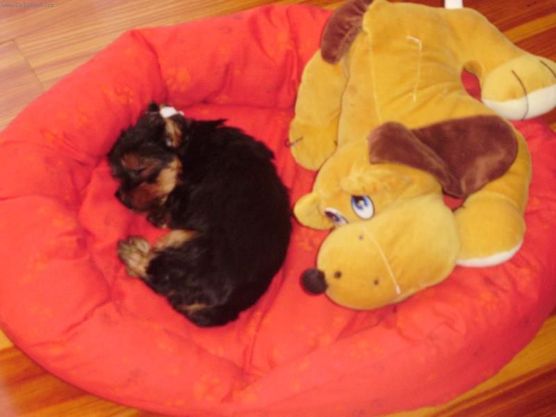 Foto: Maxík-8 týdnů