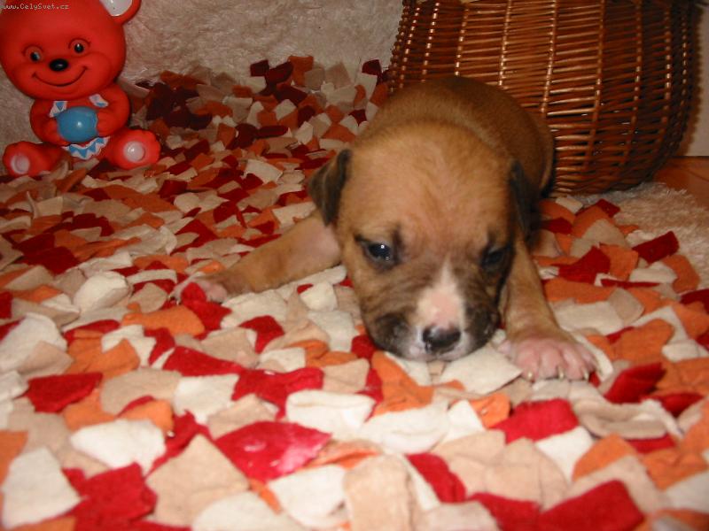 Foto: Stella-Můj miláček