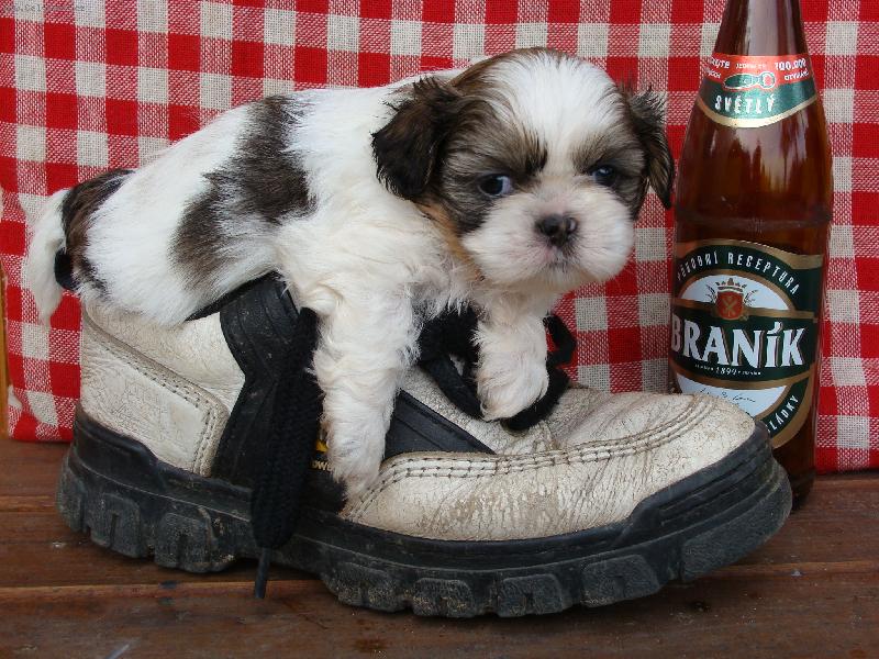 Foto: Bertík má žízeň