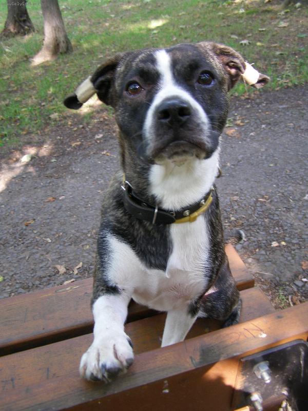 Foto: Aireen-ač kříženka Bostonského teriéra s jezevčíkem ,povahou i temperamentem celý Bostonek ... toto plemeno svým neutuchajícím optimismem a energií uchvátilo nejen mě,ale i celé mé okolí...