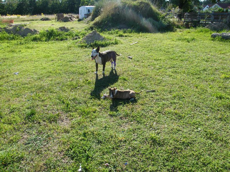 Foto: Naše zlatíčka Danik s Amy