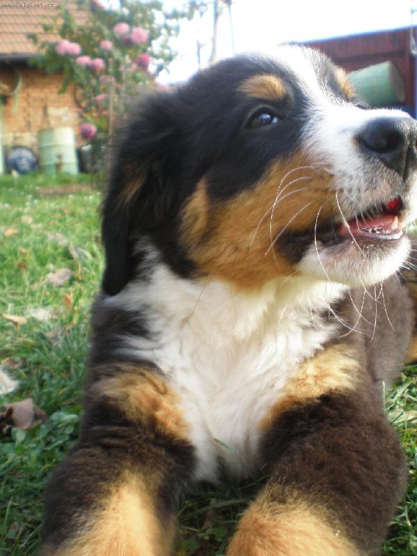 Foto: Ňuf-www.bernskysalasnickypes.wgz.cz