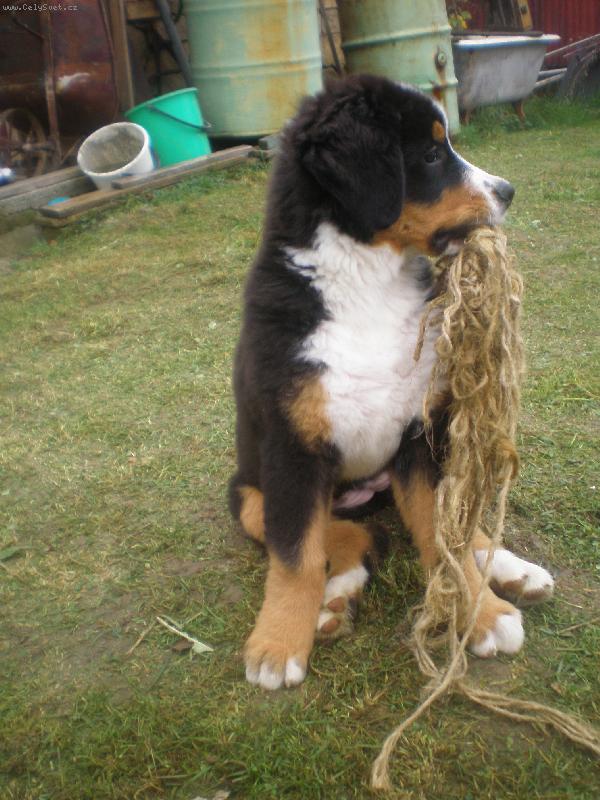 Foto: Babe Atila Trojan z Lomné-www.bernskysalasnickypes.wgz.cz