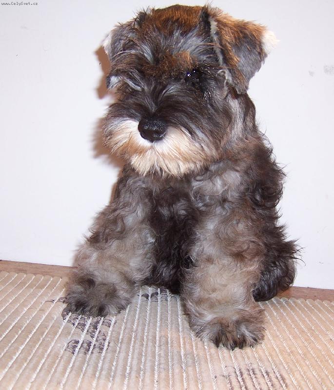 Foto: Iggy z Povodí Oharky