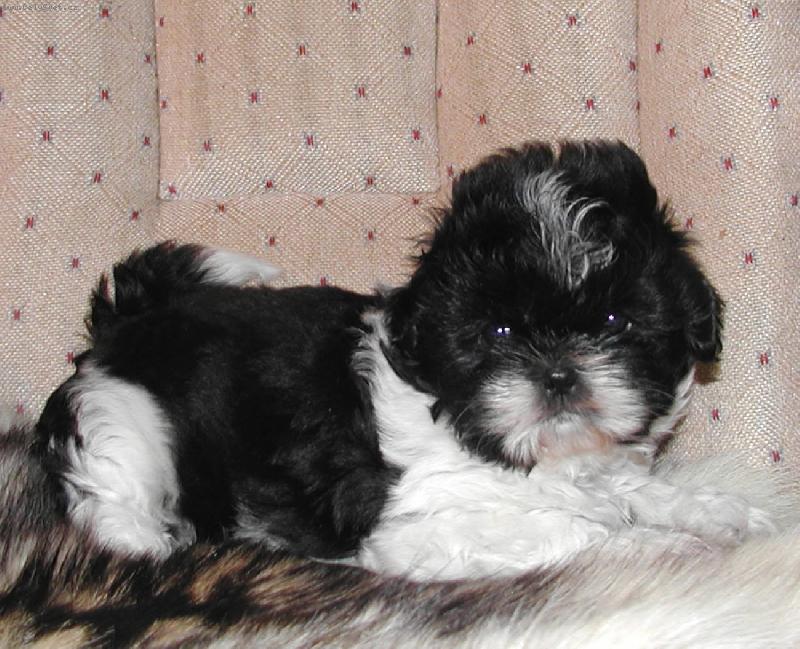Foto: Shih-tzu-Naše štěňátko