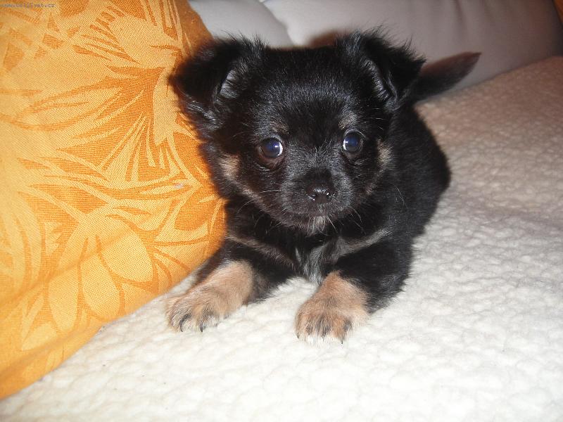 Foto: potomci mých miláčků