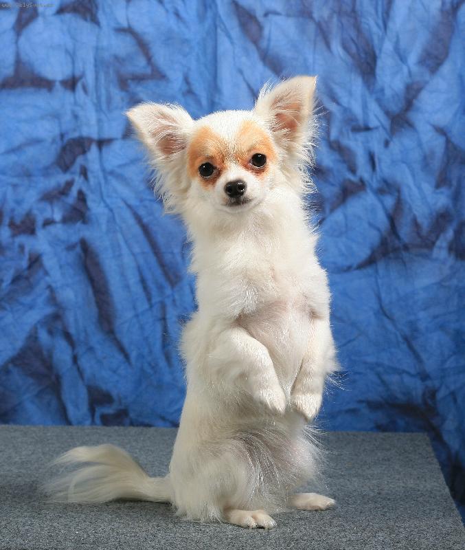 Foto: já jsem zajíček ušáček