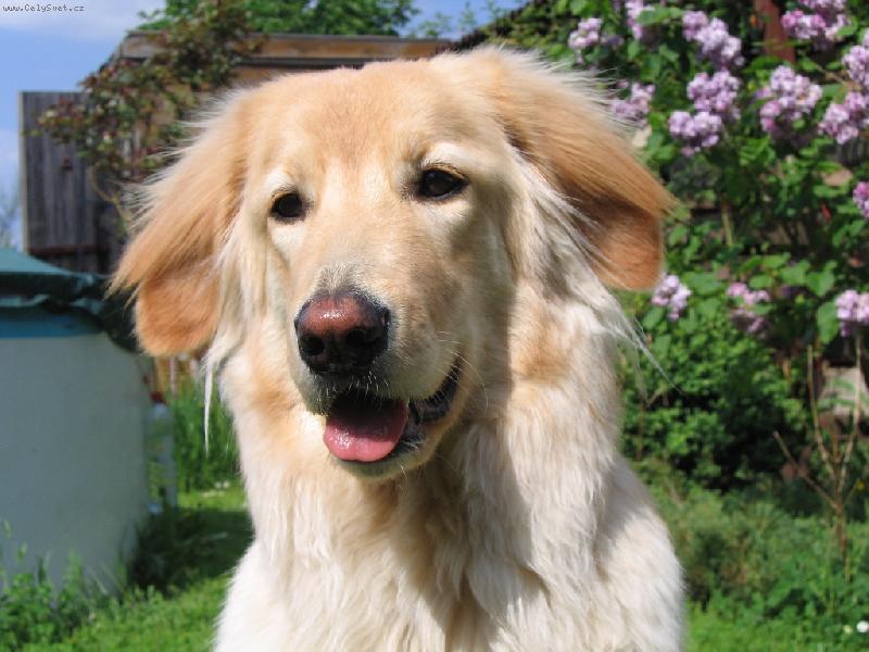 Foto: Fešanda-Bona Dea Siderecan - Boninka