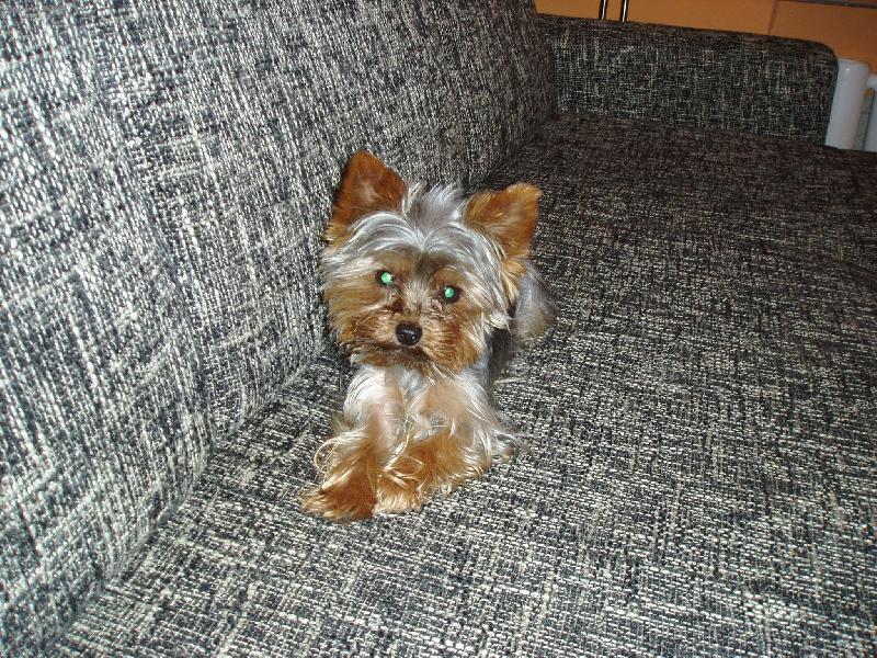 Foto: miláček Rufus